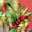 Anigozanthos manglesii 