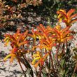 Anigozanthos humilis