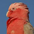 galah