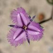 Thysanotus multiflorus