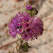 Eremaea violacea