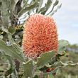 Banksia menziesii 
