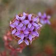 Calytrix sapphirina