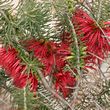 Calothamnus quadrifidus