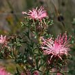 Isopogon dubius