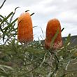Banksia prionotes