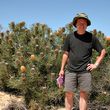 Banksia prionotes