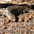 blue tongued lizard