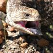 blue tongued lizard