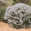 Conospermum stoechadis