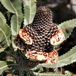 Banksia menziesii 