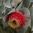 Eucalyptus macrocarpa