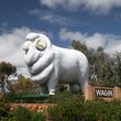 giant ram wagin