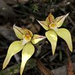 Caladenia flava