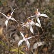 Caladenia longicauda