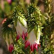 Darwinia meeboldii