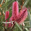 Hakea 