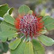 Banksia coccinia 