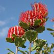 Banksia coccinia 