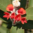 Nemcia rubra