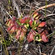 Cephalotus follicularis