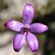 Elythranthera brunonis