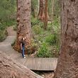 Valley of the Giants 