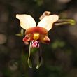 Diuris corymbosa