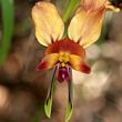 Diuris corymbosa