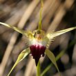 Caladenia infundibularis