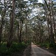 Boranup forest