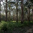 Boranup forest