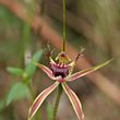Caladenia 