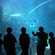 sydney aquarium