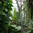 sydney botanical garden 