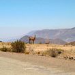 Guanaco